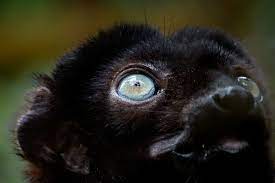 Blue Eyed Black Lemur Male Eye Ivoloina Park Madagascar By Ferdy Christant Jungledragon In 2020 Male Eyes Blue Eyes Eye Black