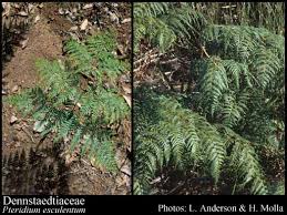 Image result for Dennstaedtiaceae