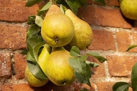 Specializing in pawpaw trees, mulberry trees, fig trees, apple trees, elderberry plants, fruit trees, berry plants and certified organic trees for sale online. Fruit Trees Bushes Lyonshall Nurseries And Garden Centre Herefordshire