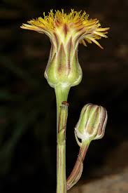 Image result for Sonchus dregeanus