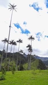 14 Pictures Of The World S Tallest Palm Trees From Colombia World Pictures Beautiful Travel Destinations Palm Trees