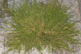 Image result for Poa schimperiana