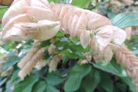 Image result for Flemingia strobilifera