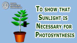 In this lesson, students investigate how plants need water and sunlight to grow. To Show That Sunlight Is Necessary For Photosynthesis Youtube