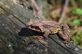 Image result for Ranalisma