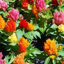 Celosia Kimono Mixed Plants Buy Celosia Plug Plants Online Brookside Nursery