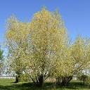 Golden Willow (Salix alba 'Vitellina') in Bozeman Helena Butte ...
