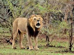 The Roar Of The Lion Warned The Others In His Pride Of Danger In Their Territory Roar Roaring Lion Sound Of Thunder