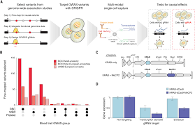 Discovery of target genes and pathways at GWAS loci by pooled single-cell  CRISPR screens | Science