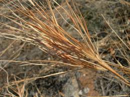 Image result for Heteropogon melanocarpus