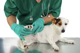 Au fur et à mesure, elle va grossir jusqu'à atteindre la taille d'un gros petit pois. Comment Savoir Si Mon Chien A Des Tiques Polytrans