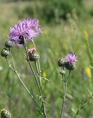 Image result for Monactinocephalus paniculatus