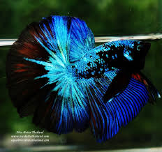 Betta fish has been since early times of its discovery been used for fight shows which started in thailand initially leading to its fame all over the globe. Betta Fish Ohm King Of Dark Blue Eyes Avatar Rare Nice Betta Thailand Co Ltd