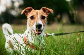 Cría del perro y de algunos mamíferos, como el león, el lobo, el oso, etc. Verme Em Cachorro Tudo O Que Ainda Nao Te Contaram Inova Veterinaria