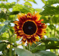 Bulk Sunflower Seeds - Evening Colors