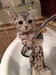 The 29 Greatest Moments In The History Of Bathtime Cute Animals Cats Baby Animals