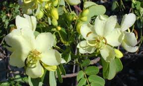Image result for Senna bicapsularis