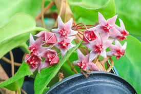 Image result for hoya plant flower