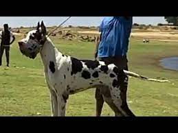 We did not find results for: Import Bloodline Great Dane Puppies For Sale India Harle Male Female Pups And Black Coat Danes Great Dane Puppies For Sale Great Dane Puppy Dane Puppies