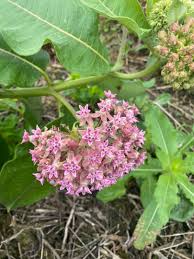 Image result for Asclepias schumanniana