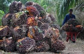 Sisa yang dibakar akan mencemarkan udara sisa organik direputkan oleh bakteria dan hal ini. Sawit Diusulkan Sebagai Tanaman Hutan