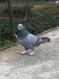 Blt Blt Adli Kullanicinin Guvercin Pidgeon Panosundaki Pin Evcil Hayvanlar Hayvanlar Kus