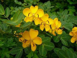 Image result for Senna italica
