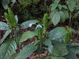 Image result for Ecbolium