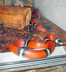 87 micrurus petersi — wallach et al. Oberndorf A N Polizisten Fangen Schlange Ein Oberndorf Umgebung Schwarzwalder Bote