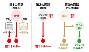 糖質摂取で太る理由と糖質制限で痩せる理由 tarzan web ターザンウェブ 痩せる 太る ダイエットのモチベーション