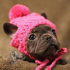 French Bulldog Clothe Puppy Beanie Gorro De Perro Toque Pom Pom Hat Dog Clothes Dress Up In 2021 French Bulldog Clothes Bulldog Puppies Dog Clothes Diy