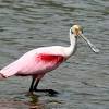 All birds of florida coded for abundance, breeding, migration, state bird, etc. 1