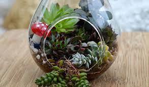 And i have a tutorial on how to make a desert terrarium if you want some help. How To Make A Succulent Terrarium Lovely Greens