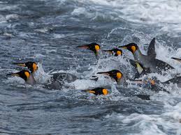 1,994,245 likes · 79,844 talking about this. New Discovery Penguins Vocalise Under Water When They Hunt