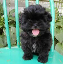 Shih Poo Shih Poo Puppies Shih Poo Cute Puppies And Kittens
