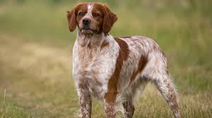 Image result for bretanský dlouhosrstý ohař