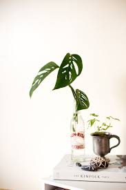 Plant Cuttings In Water Care And How To Flax Twine Plant Cuttings Water Plants Indoor Plants