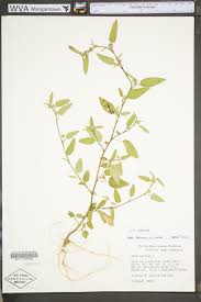 Image result for Sida spinosa