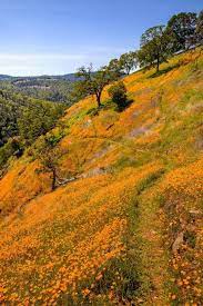 A Different Kind Of Gold The California Poppy Beautiful Nature Scenery Landscape