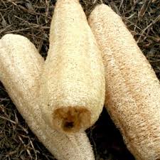 Image result for Luffa