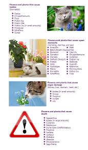 When In Doubt Avoid Altogether Plants Flowers Poisonous To Pets Cats Dogs Poison List Avo Indoor Plants Pet Friendly Plants Pet Friendly Cat Plants