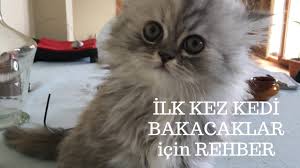 Kedime Tirmalamayi Engelleyici Tirnak Klipsi Taktim Tirmiklara Son Youtube