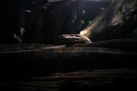 Ular besar tak berbisa, ular terbesar dan terpanjang di dunia, 10 ular terbesar di dunia, ular terbesar di indonesia yang masih hidup, ular piton, ular anaconda, ular arti mimpi tentang ular was was com ular besar, ular ini mati karena ulahnya sendiri lihat dah apa yang sumber : Tafsir Mimpi Melihat Ular Besar Benarkah Pertanda Datangnya Cobaan Semua Halaman Suar