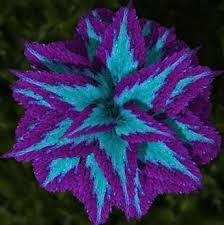 Image result for Coleus shirensis