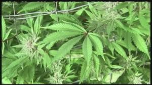 List Dispensaries In Arizona Approved To Begin Selling Recreational Marijuana 12news Com
