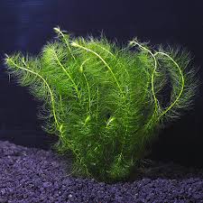 Aquatic Plants For Freshwater Aquariums Myrio Green In 2020 Live Aquarium Plants Aquatic Plants Planted Aquarium