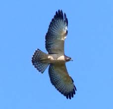 Birds Of Prey Central Florida Short Tailed Hawk Light Morph Bird Central Florida Raptors