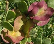 Image result for Zygophyllum cuneifolium