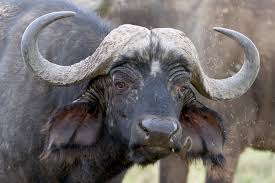 And vast wildlife on the background, washrooms available and uninterrupted. Buffel Im Lake Nakuru Nationalpark Foto Bild Africa Eastern Africa Kenya Bilder Auf Fotocommunity