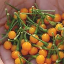 Piment Aji Charapita Variete Peruvienne Graines Rares Piment Graine Graines Bio